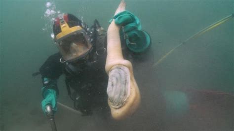 Geoduck diving || Image Source: http://diversacademy.livejournal.com ...