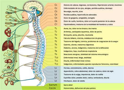 La columna y el sistema nervioso - Quiropráctica Crespo