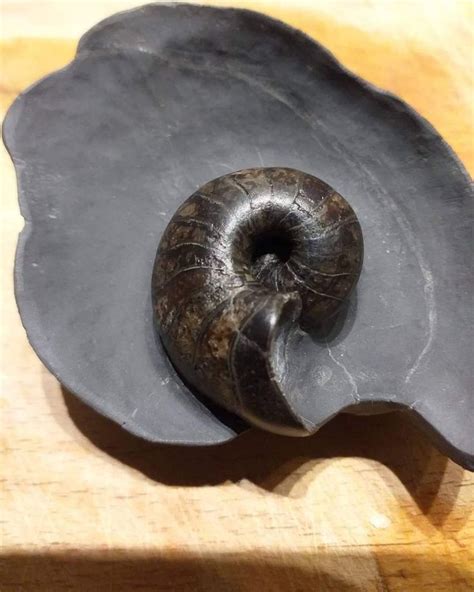 Pin by Jen Zatoth on Fossils | Fossils, Fossil, Ammonite