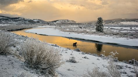 It’s snowing in Yellowstone—on the first day of summer.