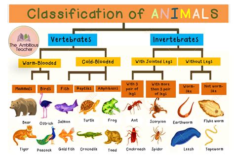 Classifications of Animals Poster| Classroom Display Vertebrates- Invertebrates in 2023 | Animal ...
