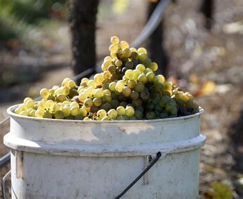 Wine Guide: An Introduction to Semillon, The Underrated White Wine ...