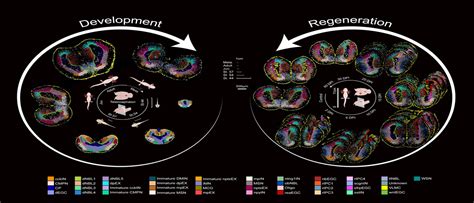 First-ever Axolotl Stereo-seq reveals brain regeneration insights