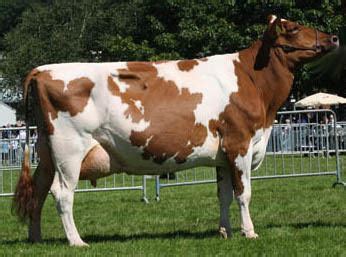 Ayrshire cattle - Alchetron, The Free Social Encyclopedia