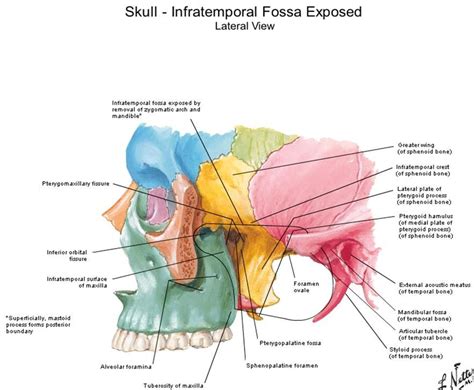 Dentistry lectures for MFDS/MJDF/NBDE/ORE: Diagrams Of Anatomy Of Skull ...