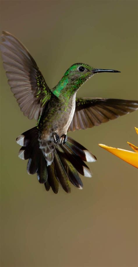 About Wild Animals: Hummingbird captured in flight mode | Hummingbirds ...