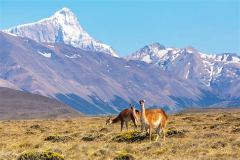 Perito Moreno National Park (Official GANP Park Page)