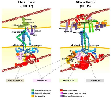 IJMS | Free Full-Text | Beyond N-Cadherin, Relevance of Cadherins 5, 6 and 17 in Cancer ...