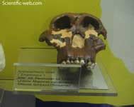 Paranthropus boisei KNM ER 732