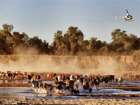 120804 Wild Rivers | Helicopter cattle muster | Australia, Outback ...