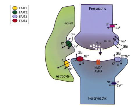 Glutamate Transporters in Neurologic Disease | Neurology | JAMA Neurology | JAMA Network