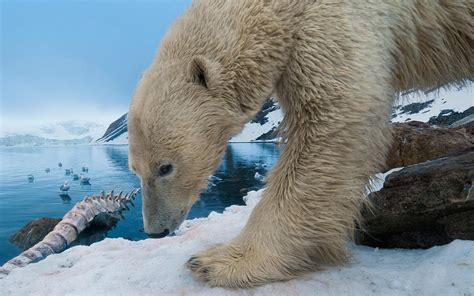 polar bear with whale bone - Image Abyss