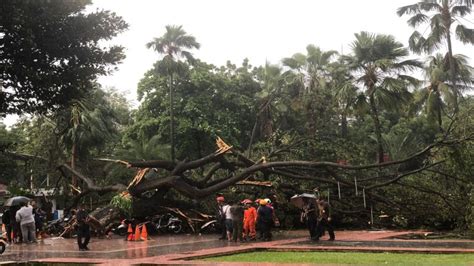 Pohon tumbang di Balai Kota Jakarta, Kamis (10/11/2022). ANTARA/Dewa Ketut Sudiarta Wiguna