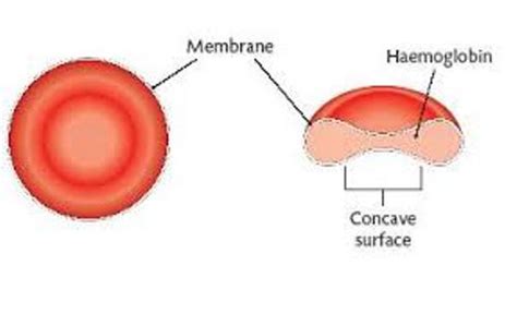 Red Blood Cells Diagram - ClipArt Best