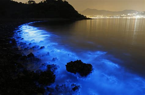 Bioluminescent Plankton on the Shores of Hong Kong | | Bioluminescence ...