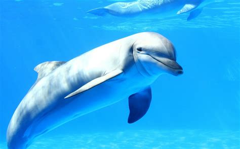 Gray dolphin, dolphin, sea, underwater, animals HD wallpaper | Wallpaper Flare