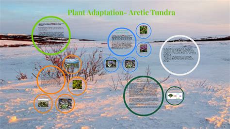 Plant Adaptation- Arctic Tundra by JIYA Kurian on Prezi