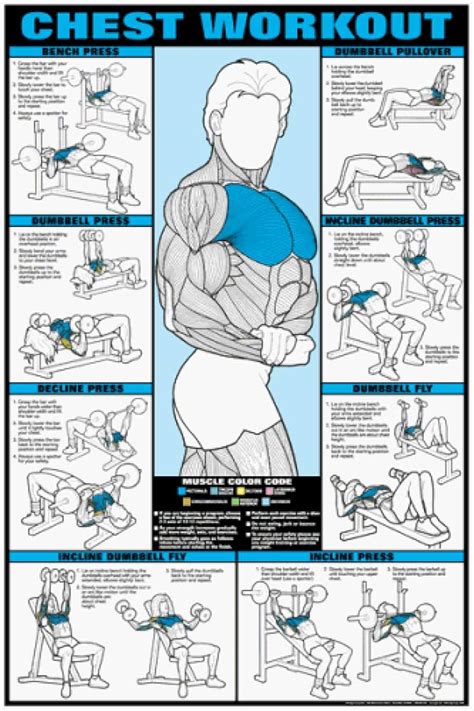 BICEPS FOREARM WALL CHART Professional Weight Training Fitness Gym 24x36 POSTER Forearm Workout ...