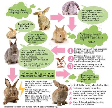 Know the facts before you adopt a bunny. (02/25/18) | Bunny care, Pet ...