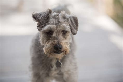 Schnoodle Temperament Problems – What You Need To Know