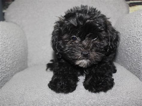 Shih Poo-DOG-Male-Black/White-3017380-Pet City Houston