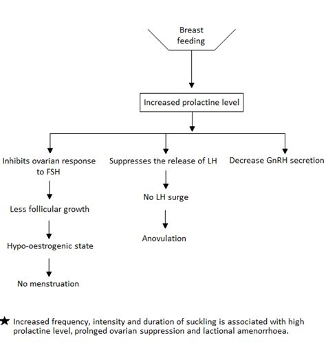 Pregnancy & Labour: Scheme of amenorrhoea in lactating mother