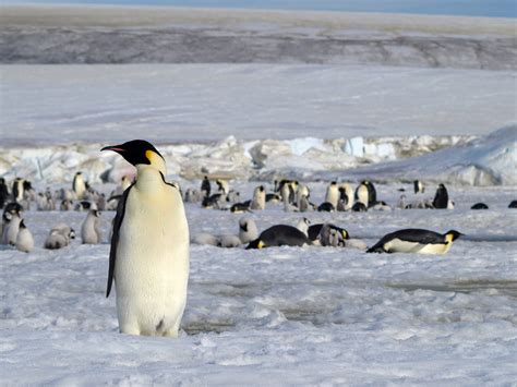 Eight New Colonies of Emperor Penguins Discovered in Antarctica | Biology | Sci-News.com