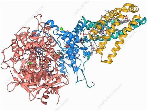 Succinate dehydrogenase enzyme - Stock Image - F006/9432 - Science Photo Library