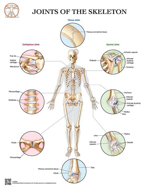 pelle eleggere angoscia types of joints in the body precettore Guinness ...