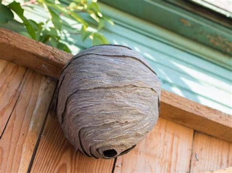 What You Should Know About Wasp Nests: The Different Types, How to Identify Them, and Prevention ...