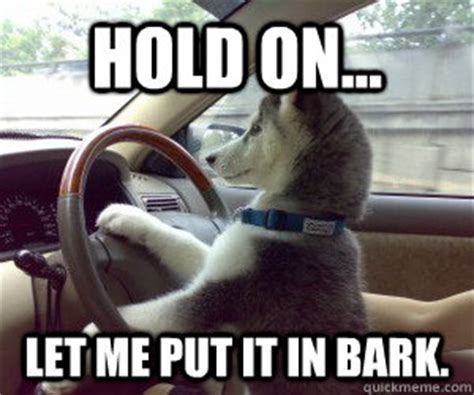 Dog driving car Memes