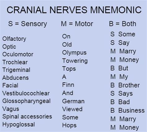 Top 25+ best Cranial nerves mnemonic ideas on Pinterest | Cranial nerves, Cranial nerve 2 and ...