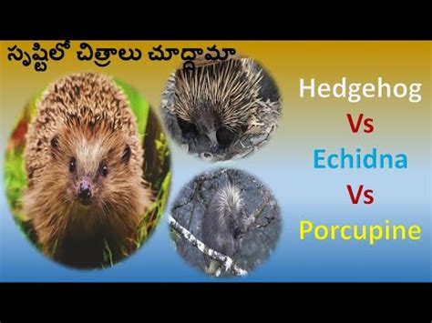 Porcupine Vs Hedgehog Vs Echidna