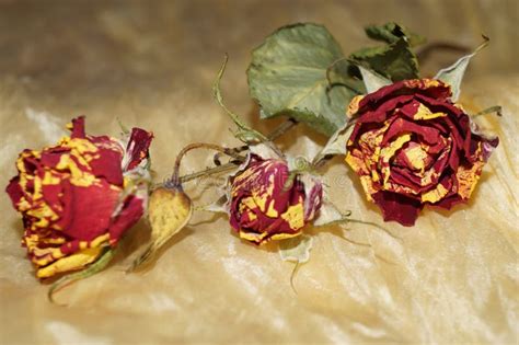 Wither Roses on Yellow Silk Stock Photo - Image of silk, plants: 69677944