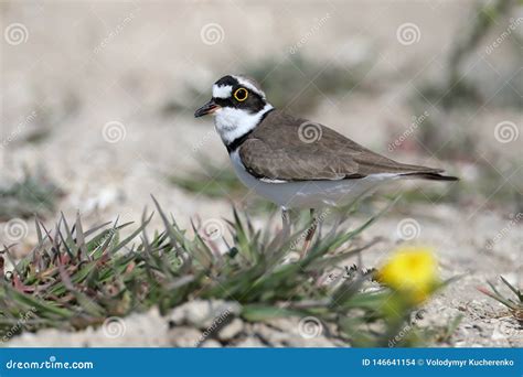 Little Ringed Plover Male in Breeding Plumage Stock Photo - Image of ...