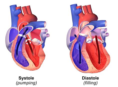 Difference Between Systolic and Diastolic – Pediaa.Com