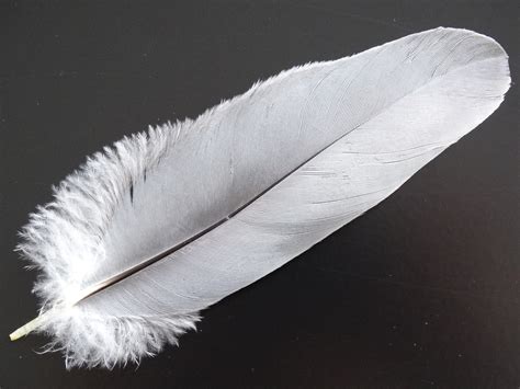 Free Images : wing, light, structure, white, fly, fluffy, material, vertebrate, beautiful ...