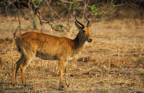 Zambia Wildlife Photos – Award winning images & pictures!