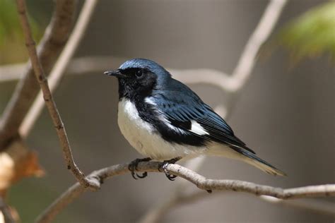 Win a free Cornell Lab Warbler identification course - eBird