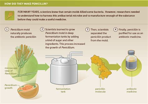 Non Penicillin Antibiotics