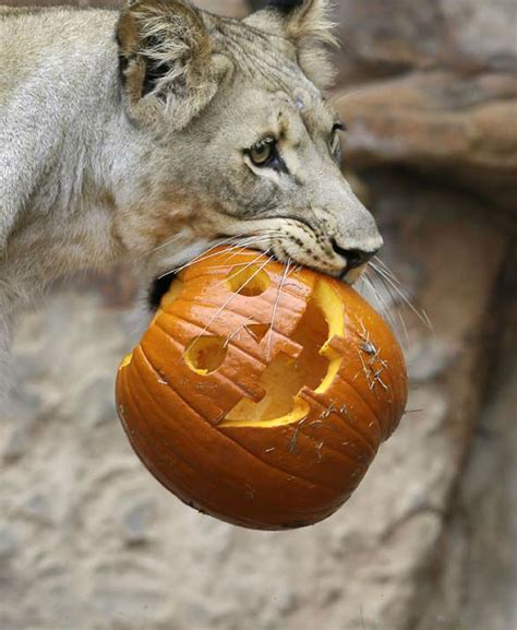 Lions at Fort Worth Zoo get early Halloween meat treat - ABC13 Houston