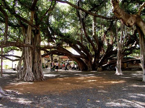 Take shelter under the "Banyan Tree Park Lahaina".:Choice Your Holiday