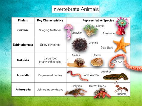 Classification Of Invertebrates Chart With Definitions And, 60% OFF