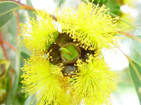 Free picture: bright yellow, gum, flowers