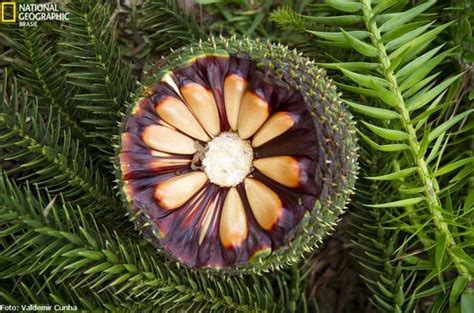 Araucaria Angustifolia Fruit: A Cultural And Culinary Treasure Of South ...