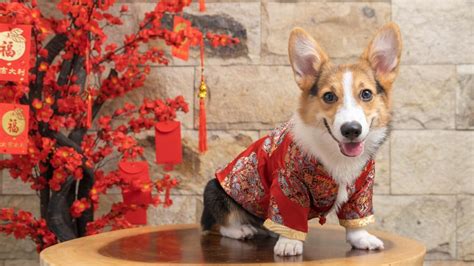 6 Ways to Honor Lunar New Year Traditions with Your Pets