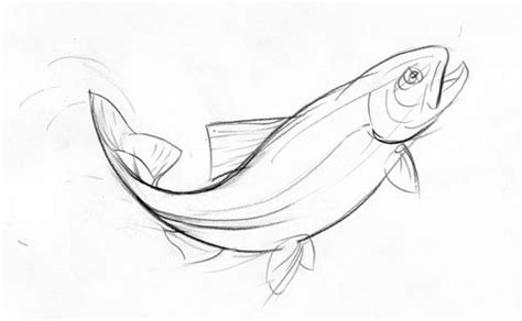 Salmon Drawing Image at GetDrawings | Free download