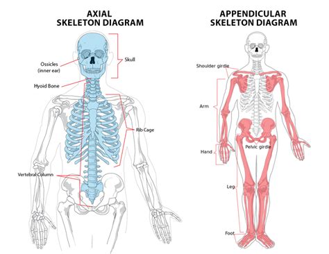 Appendicular & Axial Skeleton Anatomy - Anatomy Info