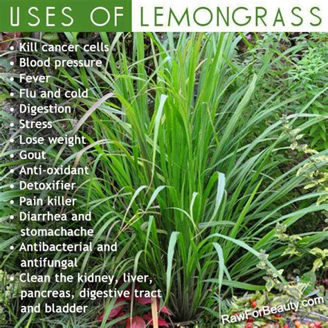 Health & nutrition tips: Uses of lemongrass