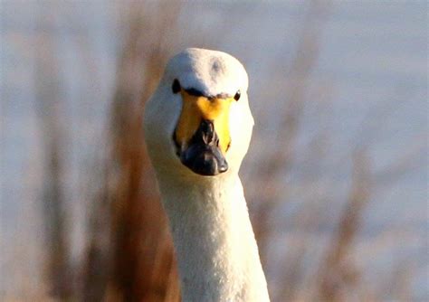 Barnsley Bird Sightings: Wintersett 07.04.15